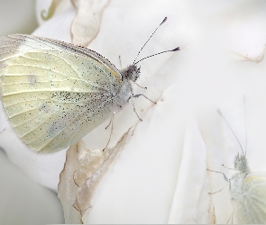 Biały, Bielinek, Motyl