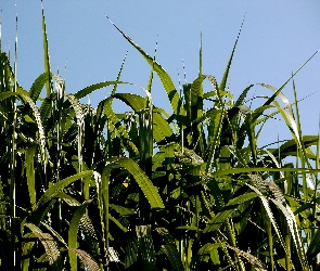 Przyroda, Bambus