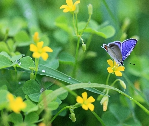 Koniczyna, Kwiatuszki, Motylek