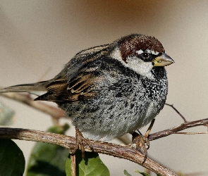 Ptaszek, Gałązka