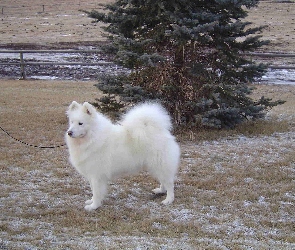 Samojed, choinka