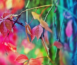 Jesień, Liście, Kolorowe, Drzewa