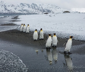 Zima, Góry Lodowe, Pingwiny