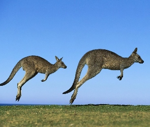 Kangury, Australia