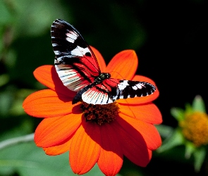 Czerwony, Kwiat, Motyl