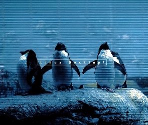 pingwin, Linux, chmury, niebo