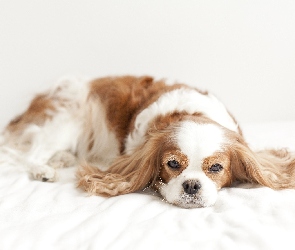 Spaniel, Odpoczynek, Beżowy, Biało