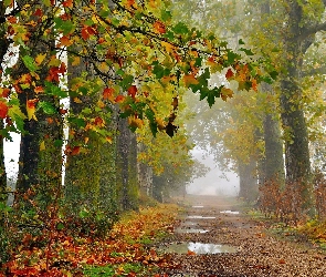 Jesień, Liście, Mgła, Kolorowe, Droga