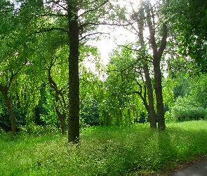 Wierzby, Park