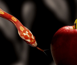 Czerwone, Jabłko, Wąż