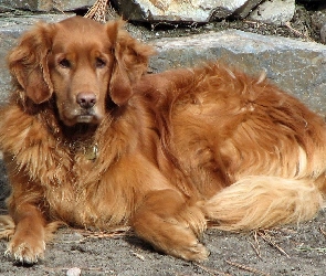 Piesek, Kamienia, Golden Retriever