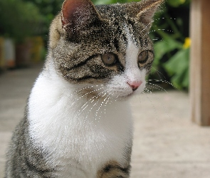Oczy, Uszy, Kot