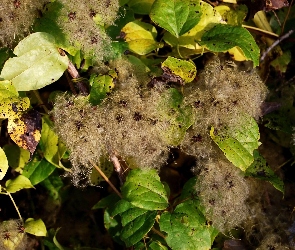 Roślina, Liście, Włóknista