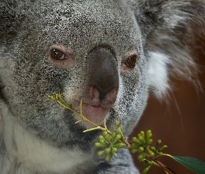 Głowa, Gałązka, Koala