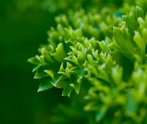 Roślinka, Zbliżenie, Zielona