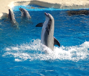 Delfiny, Basen, Cztery