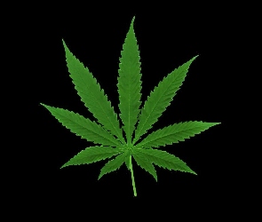 Zielony, Marihuany, Liść