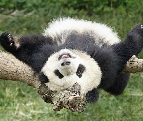 Panda, Leżakowanie, Drzewo