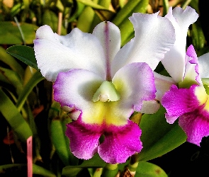 Różowa, Orchidea, Biało