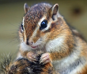 Łapki, Trawa, Chipmunk