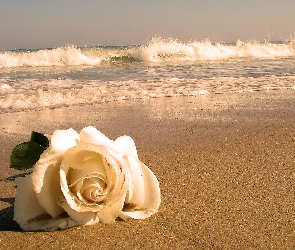 Róża, Plaża, Fale