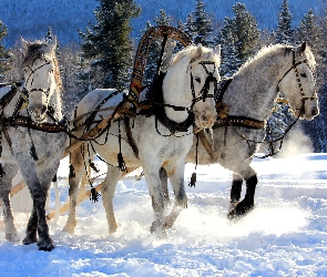 Zima, Zaprzęg, Konie, Śnieg