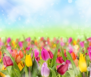 Kolorowe, Bokrh, Tulipany