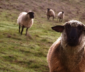 Pastwisko, Owce