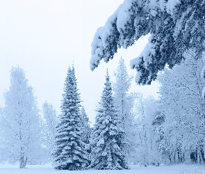 Ośnieżone, Śnieg, Drzewa