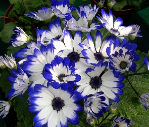 Biała, Cyneraria, Niebiesko