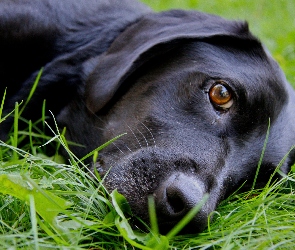 Labrador Retriever, Trawa, Czarny, Pies