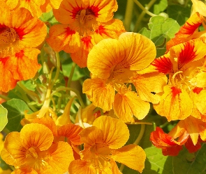 Pomarańczowe, Kwiaty, Żółto
