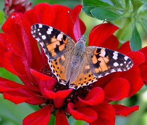 Motyl, Kolorowy, Cynia, Osetnik, Czerwony, Kwiat, Rusałka