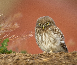 Sowa, Pójdźka