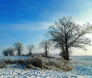 Pola, Drzewa, Zima, Śnieg