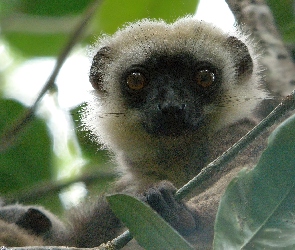 Listki, Lemur