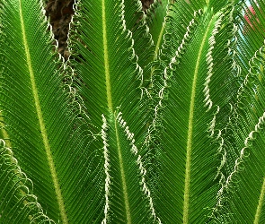 Liście, Zieleń, Roślina