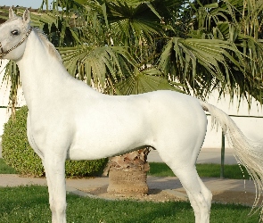 Biały, Palma, Koń