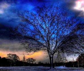 Drzewo, Niebo, Noc