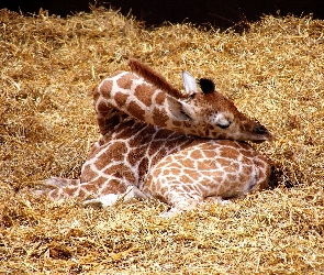 Śpiaca, Żyrafa, Mała
