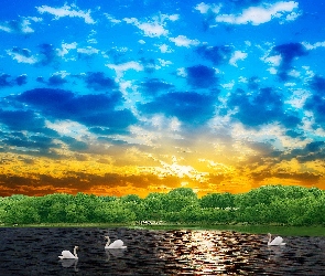 Słońca, Łabędzie, Jezioro, Chmury, Zachód