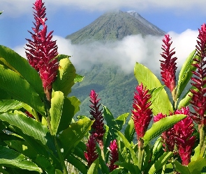 Niebo, Góra, Kwiaty, Amarant