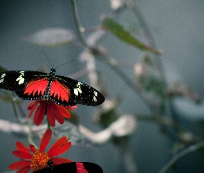 Motyl, Kwiat, Czerwony