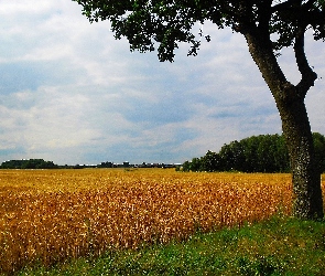 Lato, Drzewo, Żyto