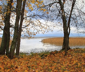 Jezioro, Jesień, Liście, Drzewa