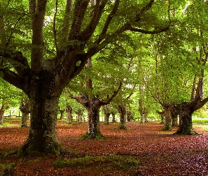 Drzewa, Liście, Park