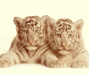 Dwa, Tygrysy, Małe