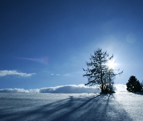 Drzewa, Słońca, Promienie, Śnieg