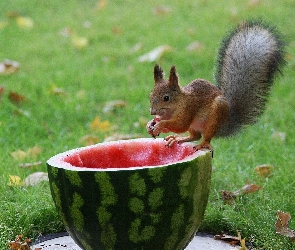 Leśne, Arbuz, Trawa, Wiewiórka, Lądowe