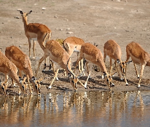 Antylop, Wodopój, Stado